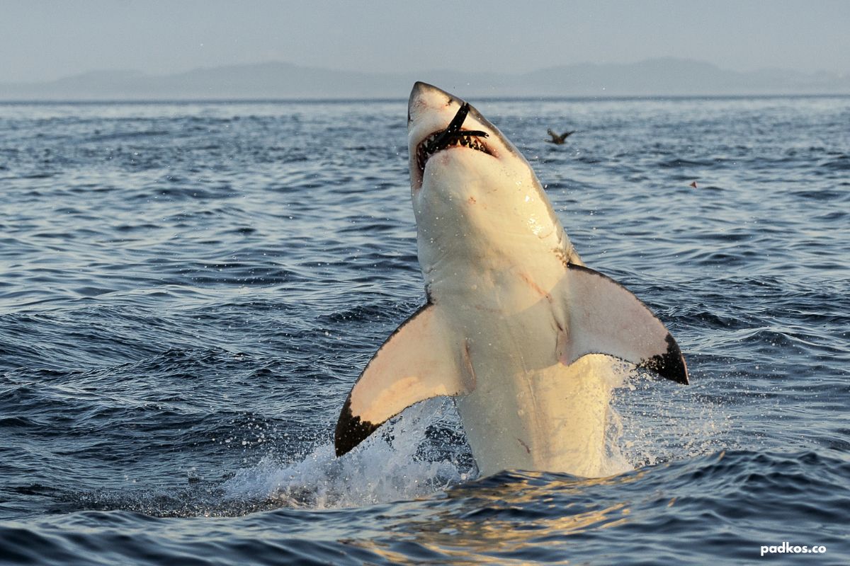 great white shark south africa