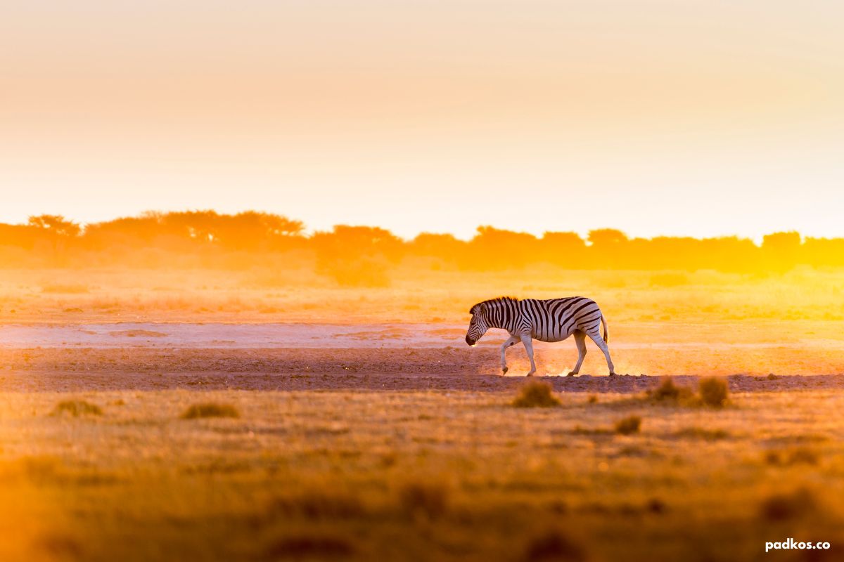 zebra in botswana